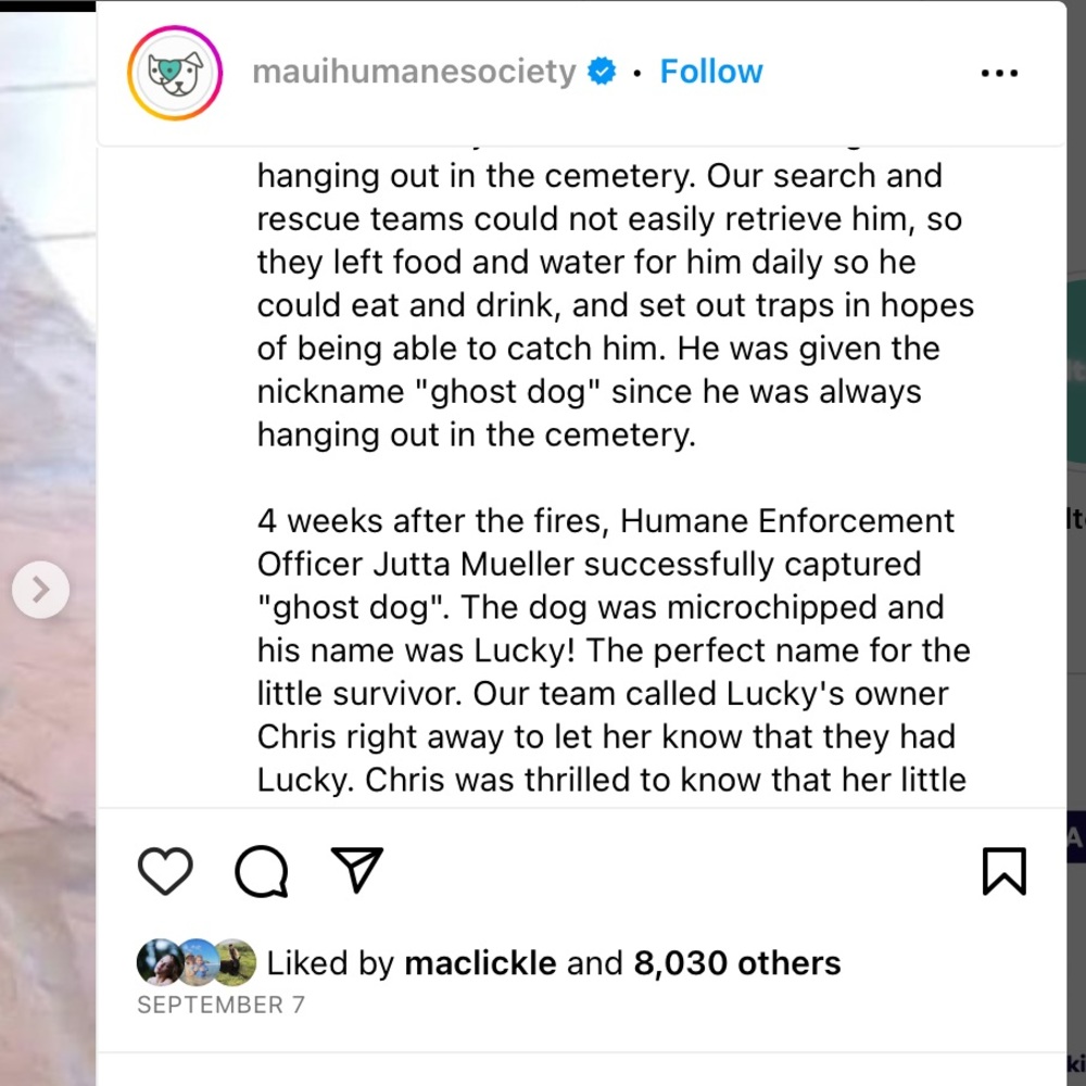 Lahaina 🐈🐴🐇🐾🐶🐎🦮🐾🐈⬛🐓🐰Rescued Lahaina Animals - Picture 8 of 14